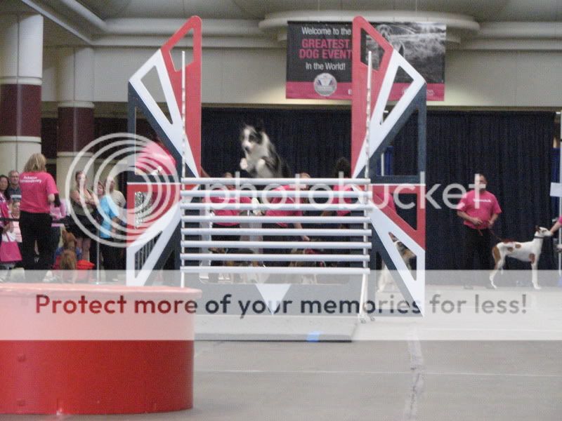 Went to the Eukanuba National Dog Show